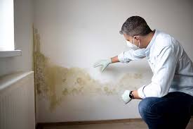 Trusted Bonny Doon, CA Mold Removal Experts